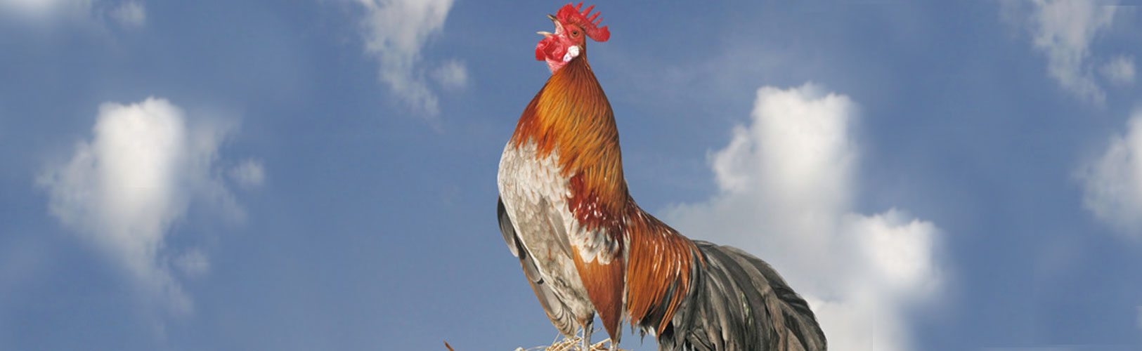 Krähender Hahn auf Dach