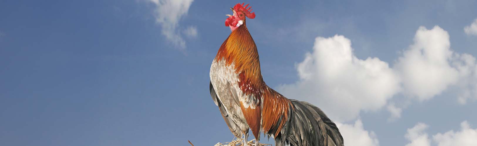 header_aktuelles_13506511 Aktuelles